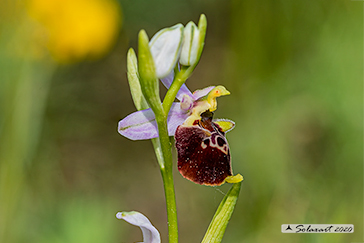 Ophrys_holosericea_appennina