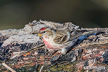 Acanthis flammea, Common redpoll, Organetto