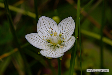 Parnassia_palustris
