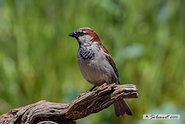 House sparrow, Passera europea