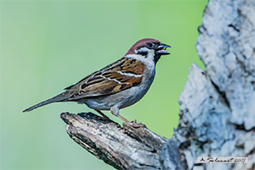 Eurasian tree sparrow, Passera mattugia