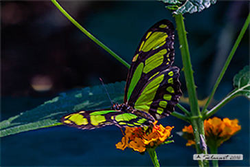 Pararge aegeria