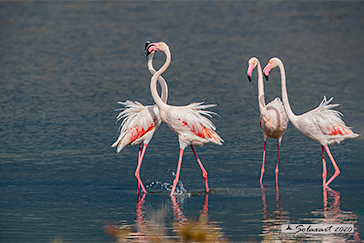 Phoenicopterus roseus - Greater Flamingo