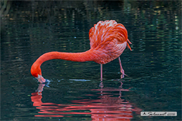 Phoenicopterus ruber - Caribbean flamingo