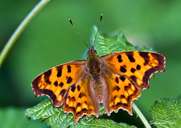 Polygonia c-album