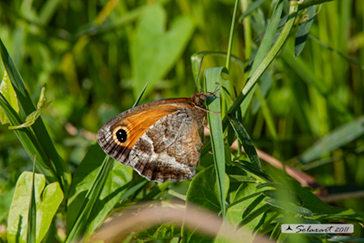 Pyronia cecilia