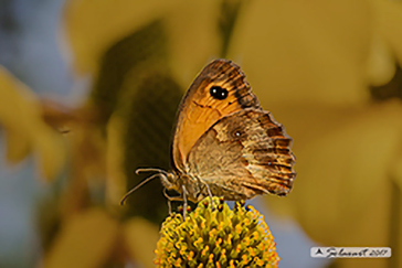 Pyronia tithonus