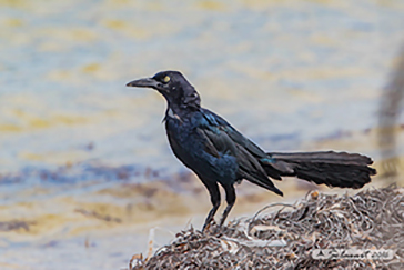 Great-tailed grackles, Gracchio messicano