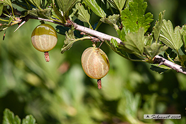 Ribes grossularia - Uva spina