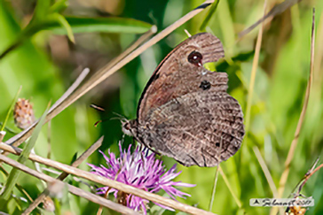 Satyrus_ferula
