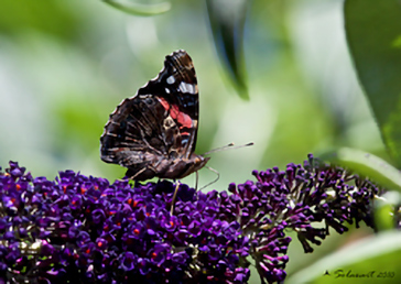 Vanessa atalanta 
