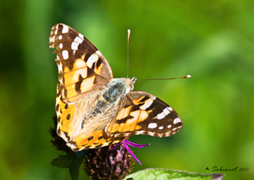 Vanessa cardui 