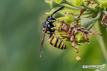 Vespula vulgaris - Common wasp