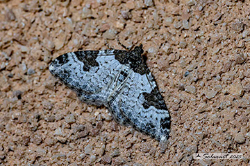 Xanthorhoe fluctuata
