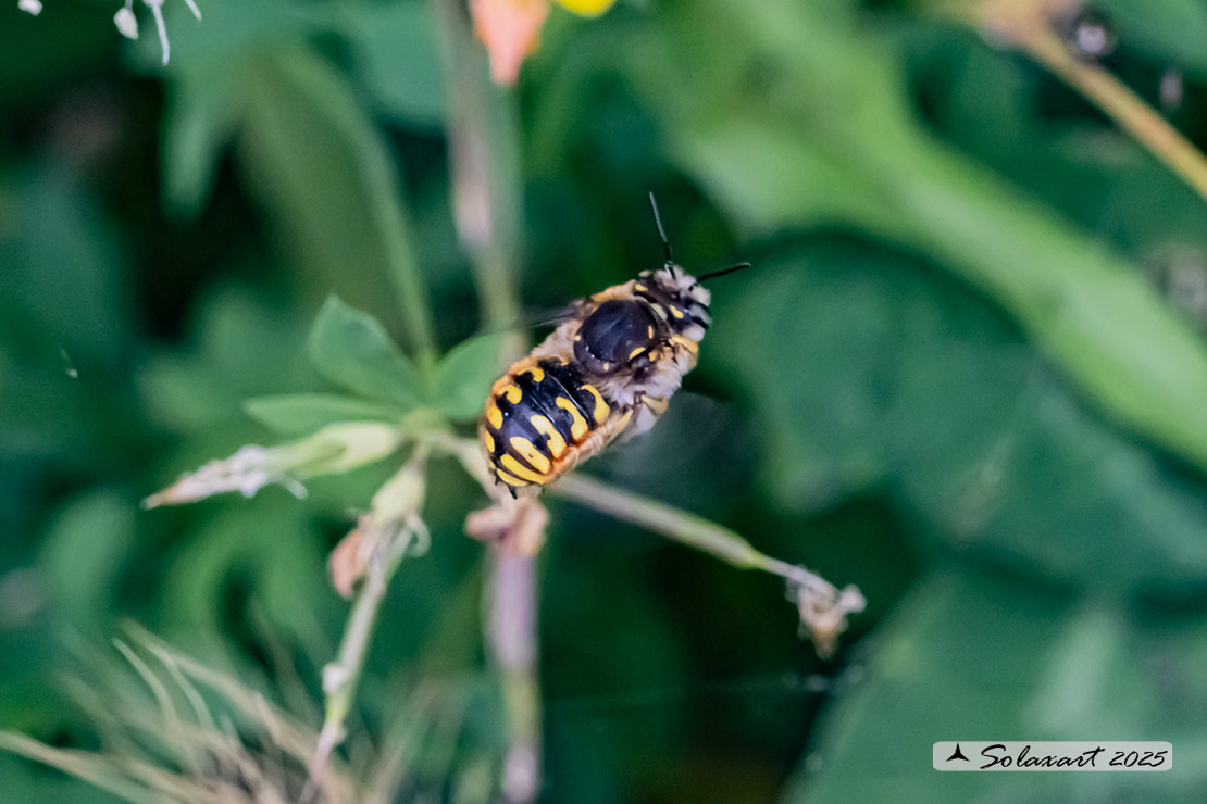 Anthidium manicatum: European wool carder bee