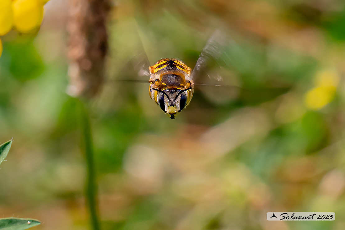 Anthidium manicatum: European wool carder bee