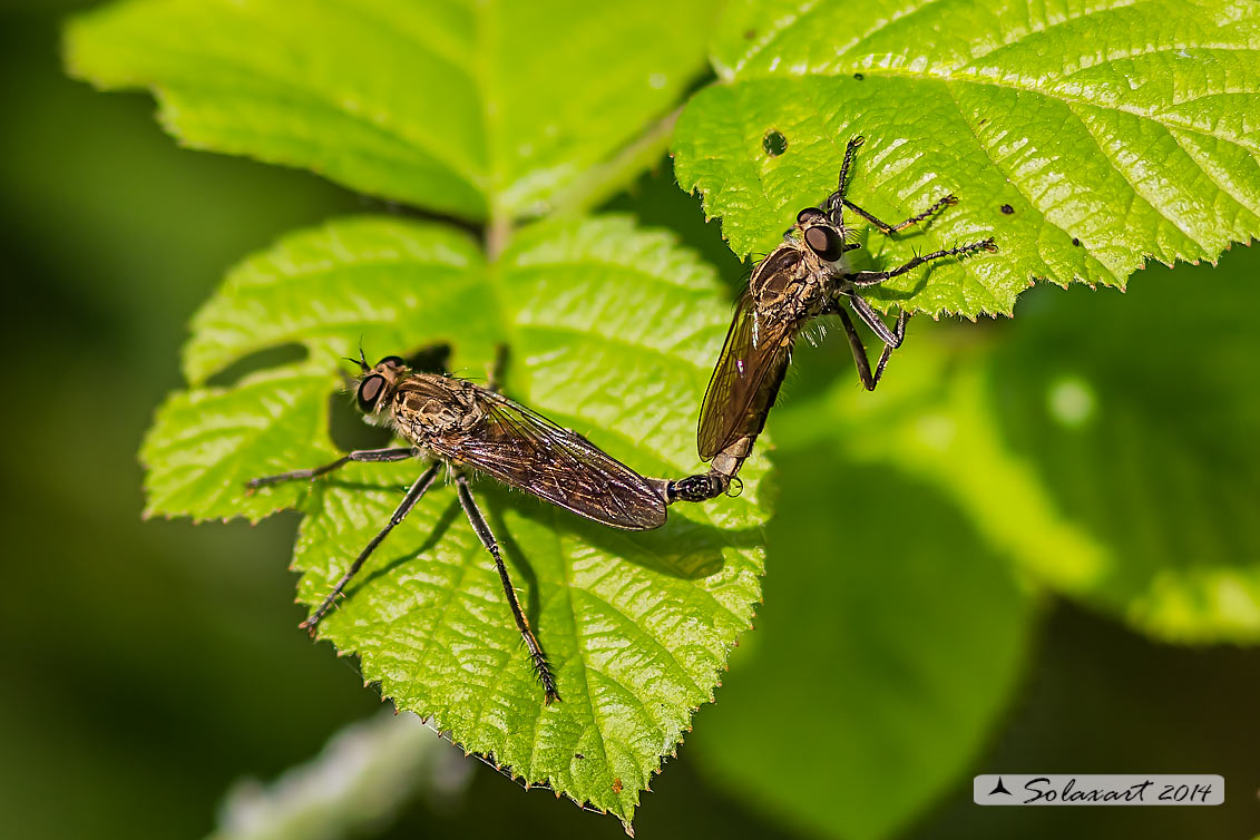 Genere Asilus,  Specie indeterminata   