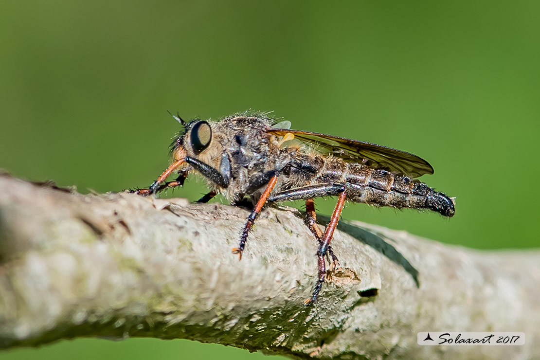 Genere Asilus,  Specie indeterminata   (maschio)