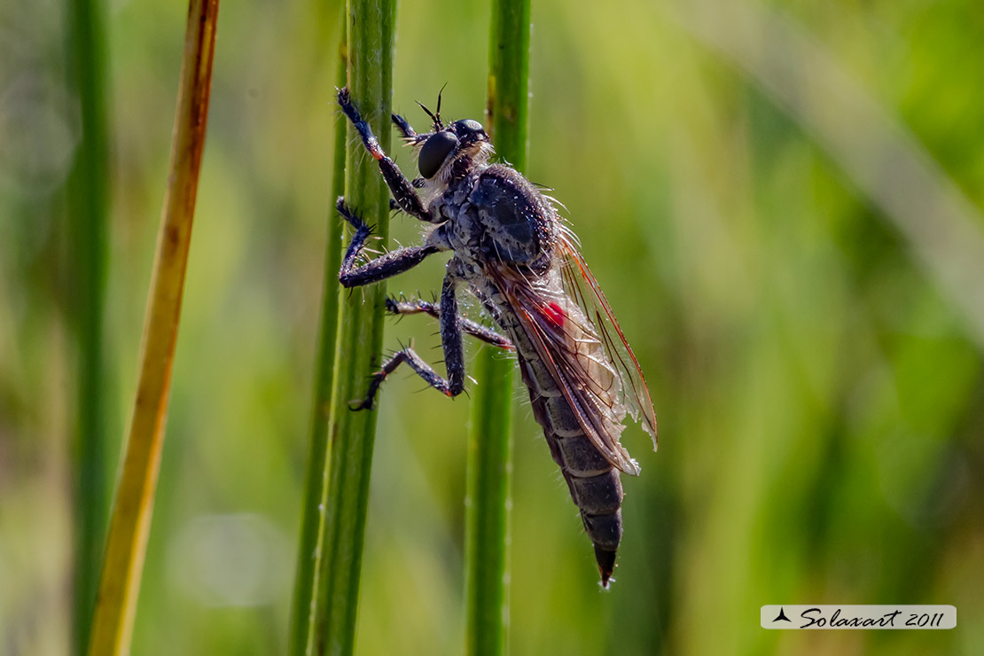 Asilide - specie indeterminata