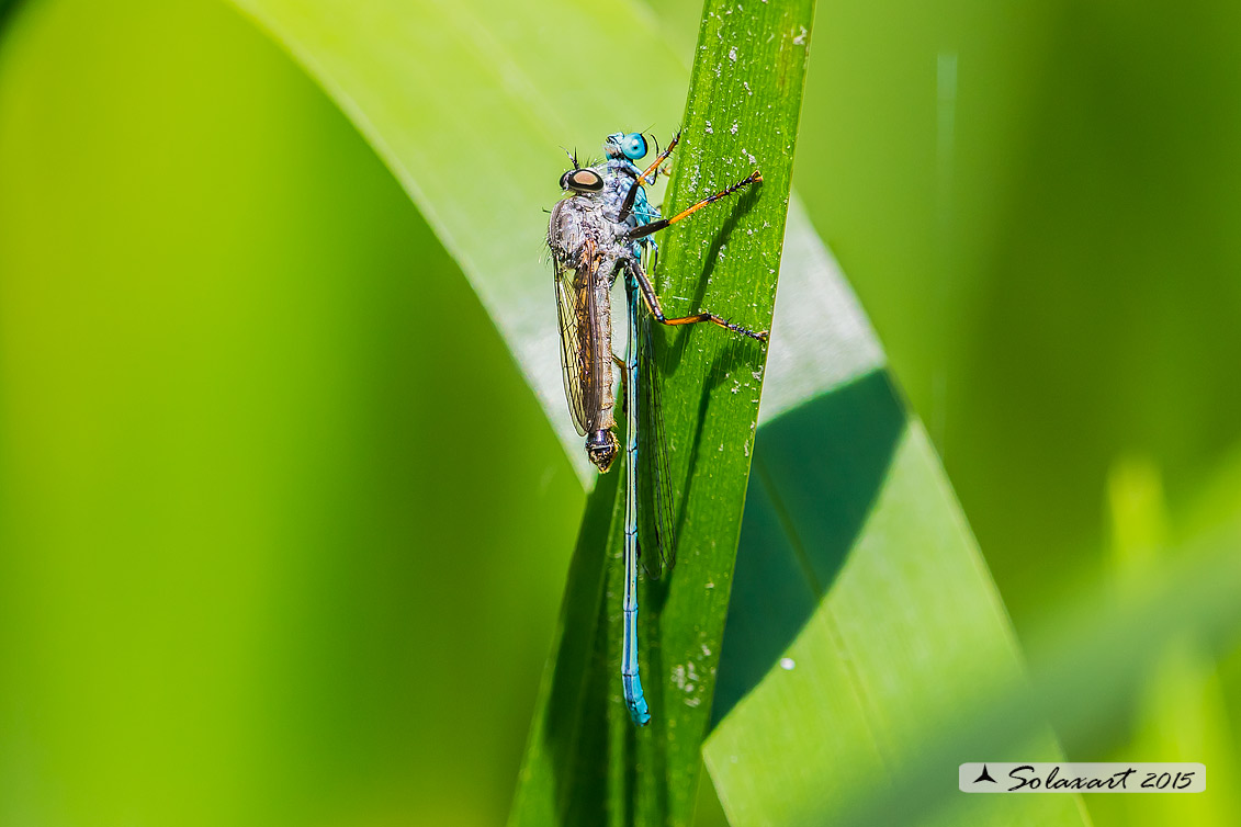   predatore:  Asilus sp maschio - preda: Odonata - Zigoptera