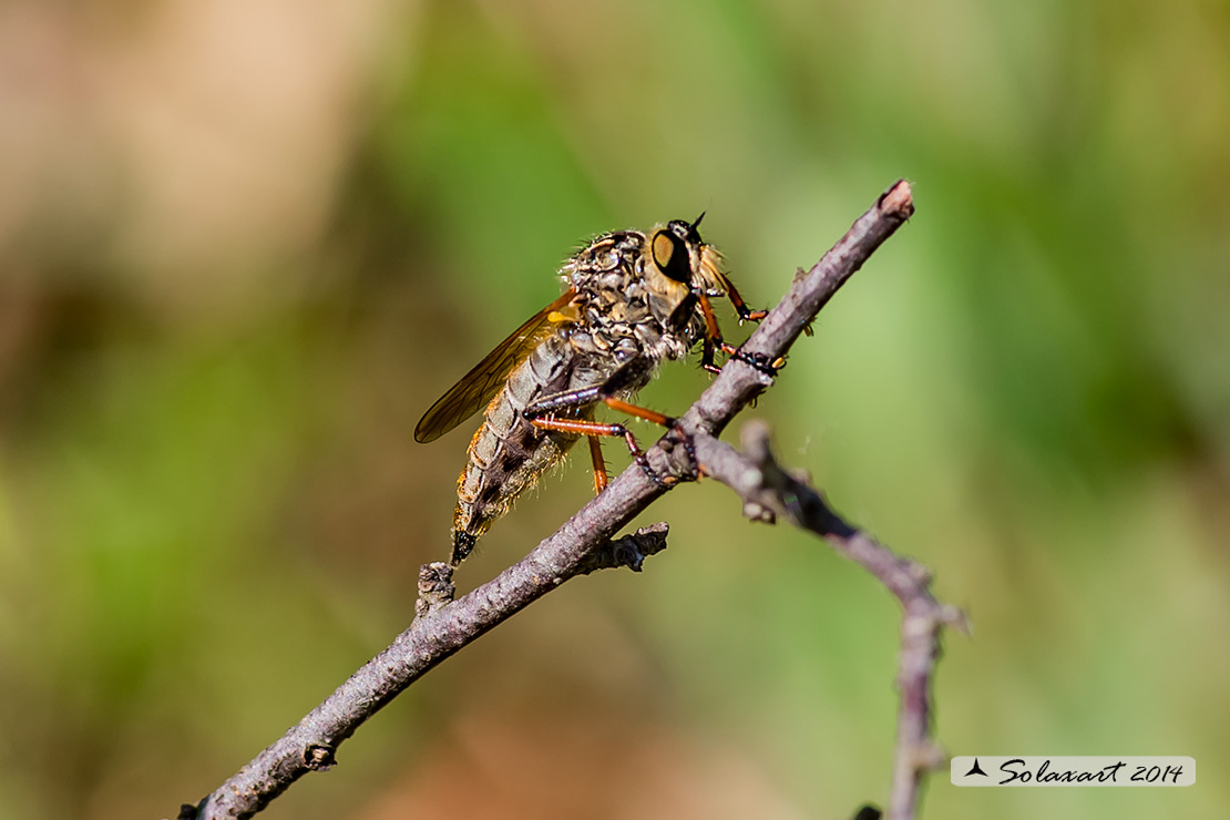 Asilide - specie indeterminata