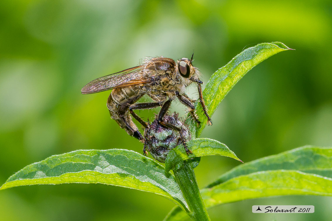 Asilus  SP - femmina