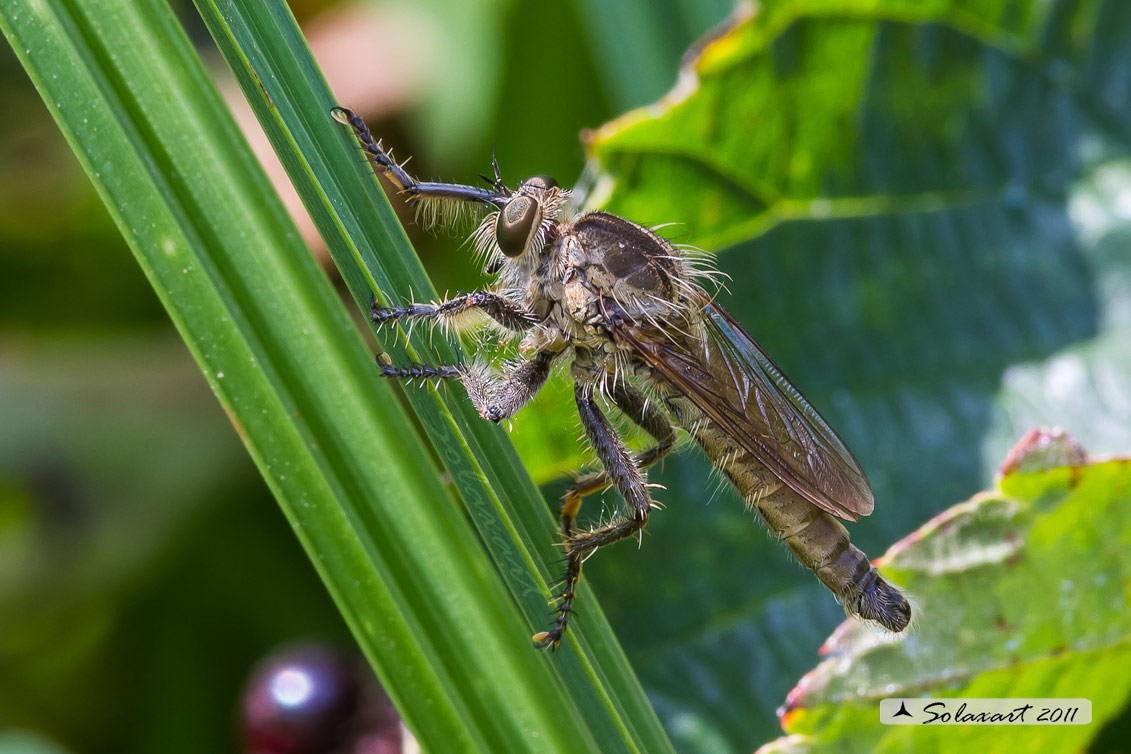 Genere Asilus,  Specie indeterminata   