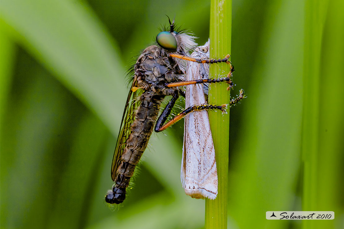 Specie: Asilus craboniformis - maschio, preda una Eilema uniola