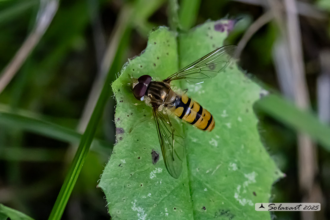 Episyrphus balteatus: Marmalade hoverfly