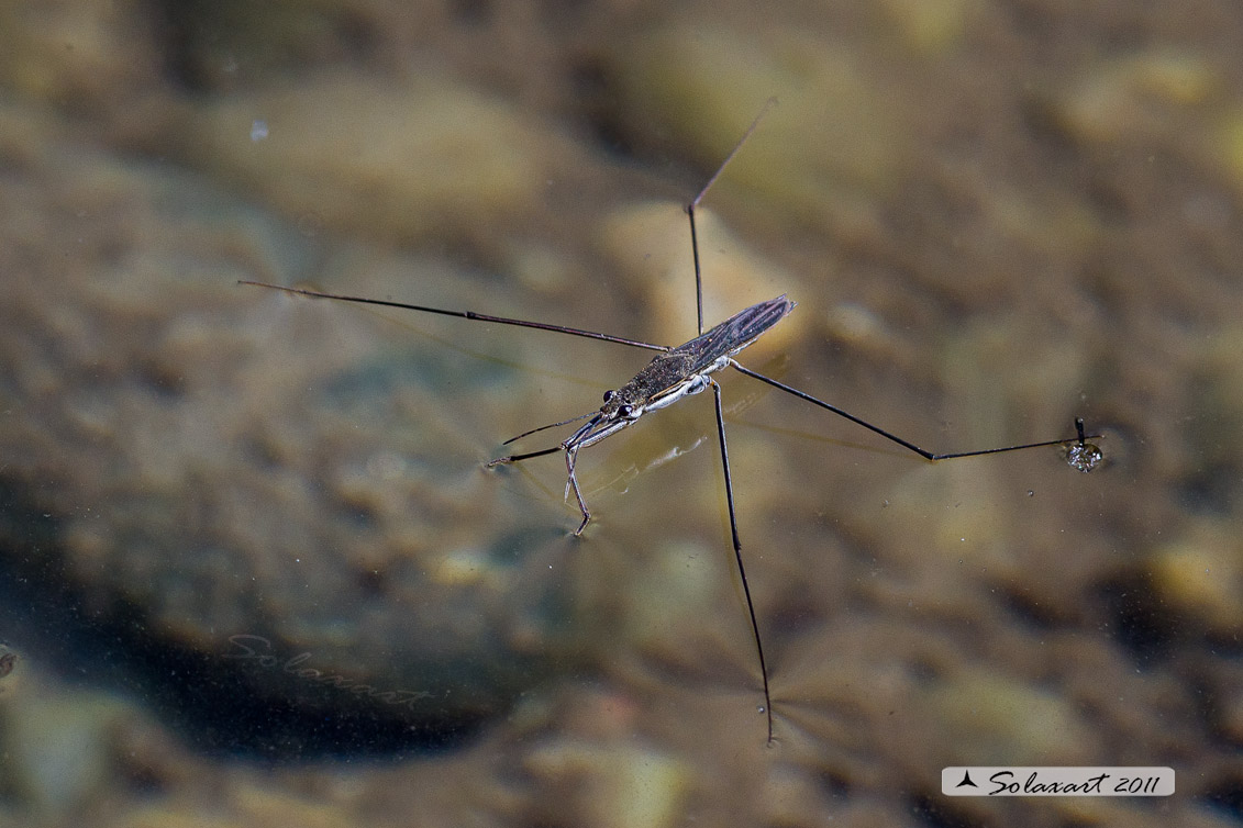 Gerris lacustris - Gerride - Common water strider