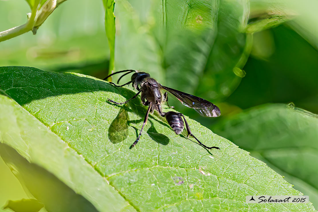 Isodontia mexicana - Grass-carrying wasp