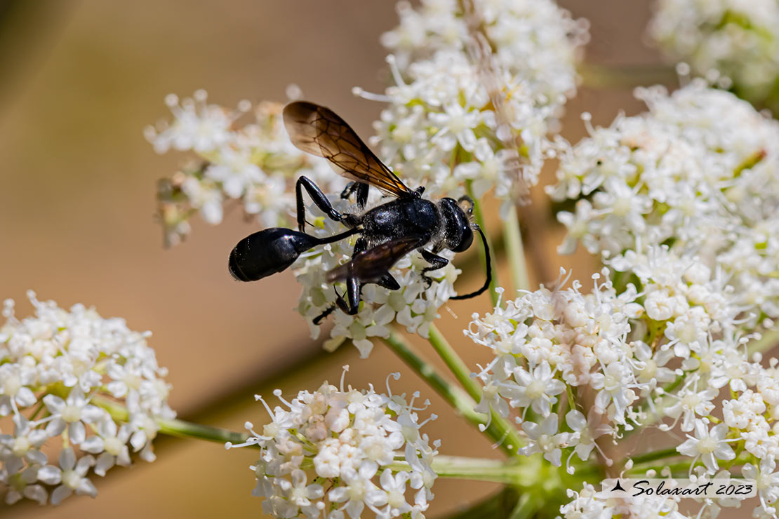 Isodontia mexicana - Grass-carrying wasp