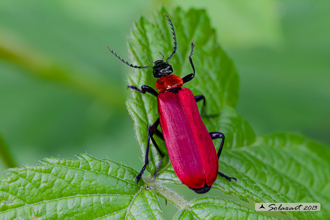 Pyrochroa coccinea - Cardinal beetle 