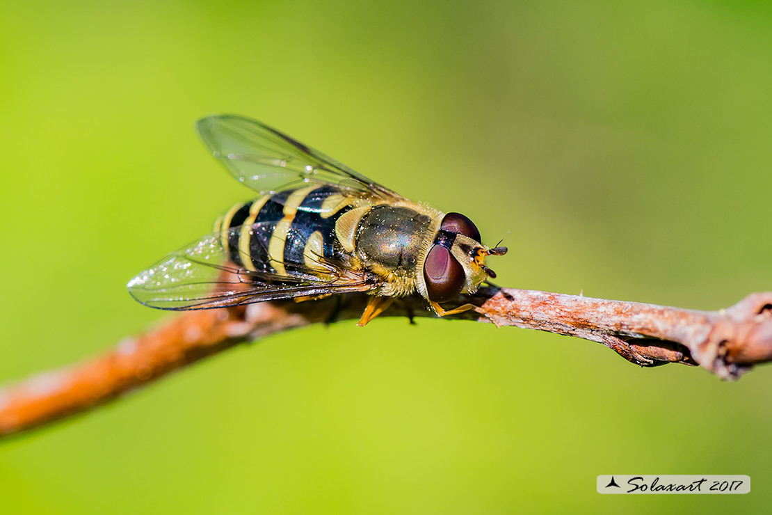 Syrphus ribesii - Sirfide - Common Banded Hoverfly