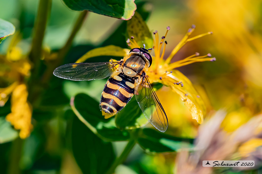 Syrphus ribesii - Sirfide - Common Banded Hoverfly