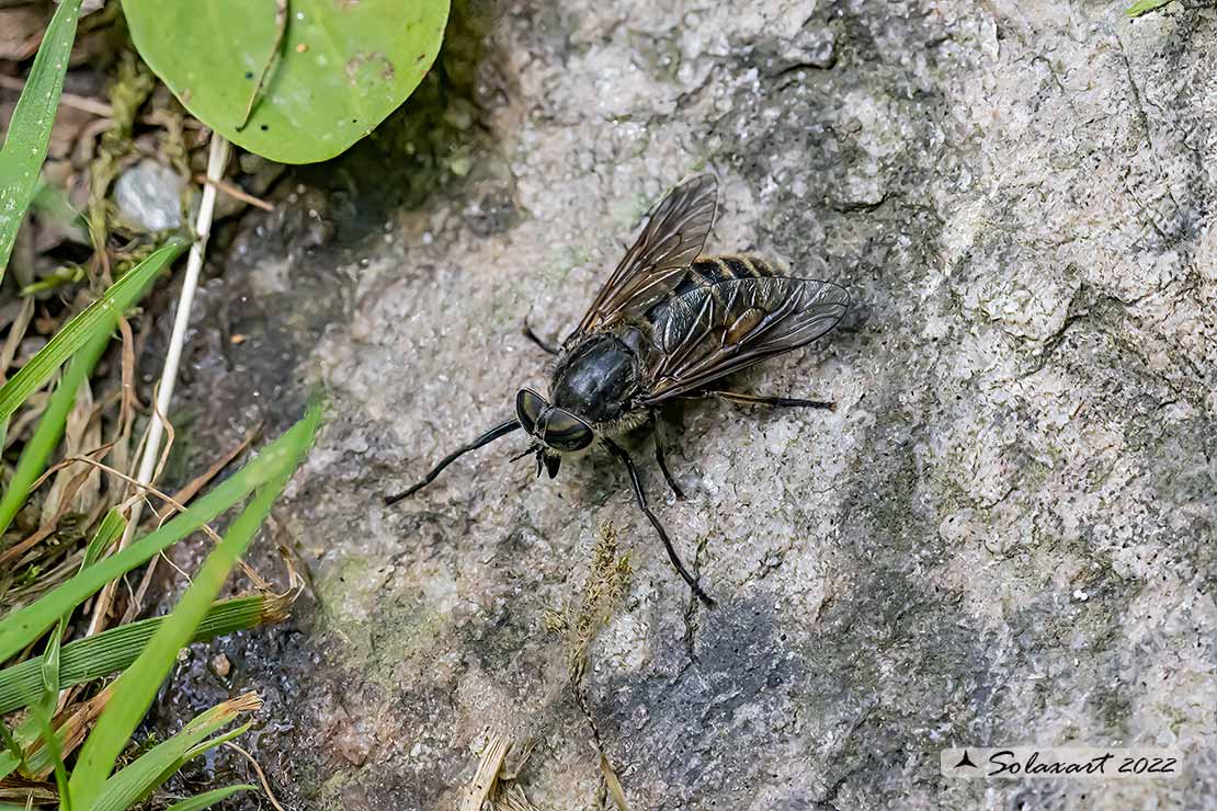 Tabanus sudeticus: Mosca cavallina (femmina) - Dark giant horsefly (female)