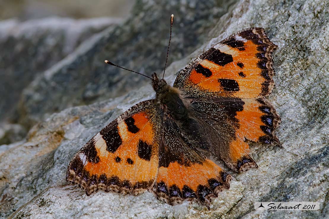 Aglais urticae: Vanessa dell'ortica; Small Tortoiseshell