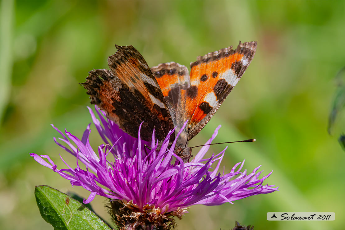 Aglais urticae: Vanessa dell'ortica; Small Tortoiseshell