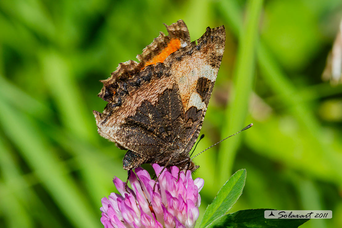 Aglais urticae: Vanessa dell'ortica; Small Tortoiseshell