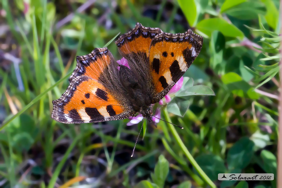 Aglais urticae: Vanessa dell'ortica; Small Tortoiseshell