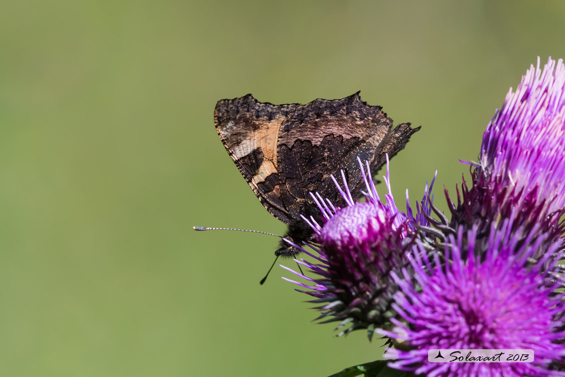 Aglais urticae: Vanessa dell'ortica; Small Tortoiseshell