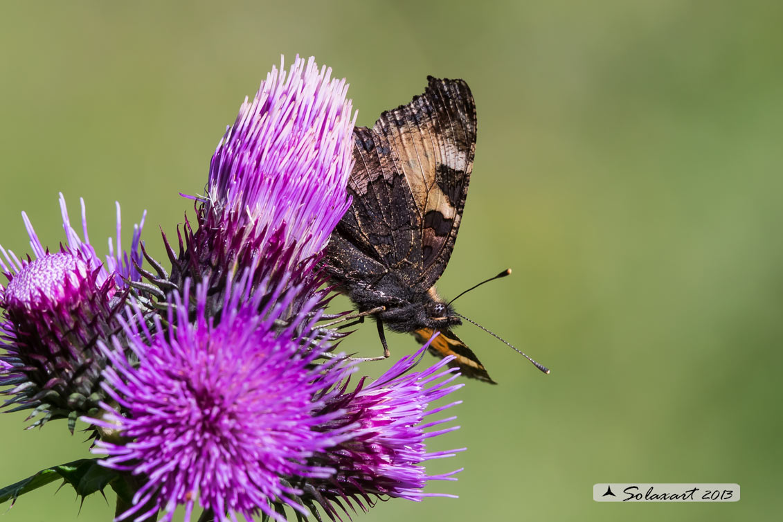 Aglais urticae: Vanessa dell'ortica; Small Tortoiseshell