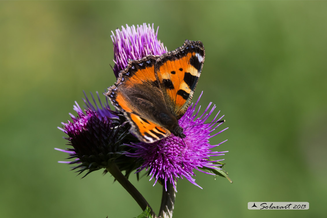 Aglais urticae: Vanessa dell'ortica; Small Tortoiseshell