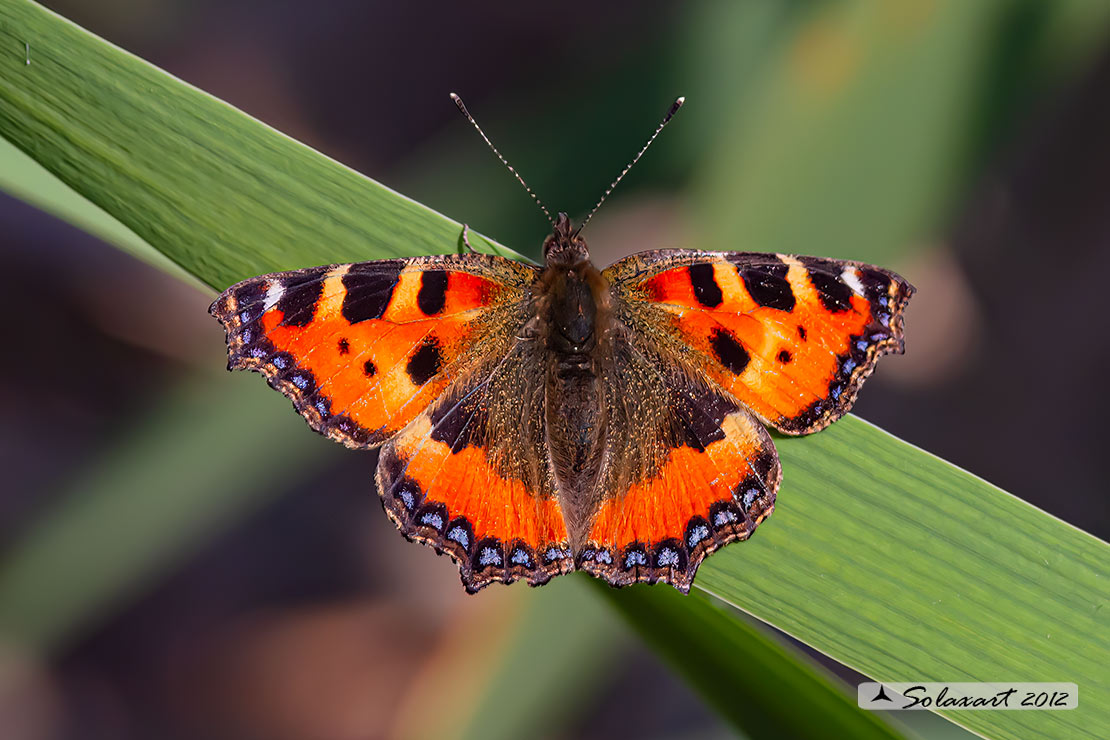 Aglais urticae: Vanessa dell'ortica ; Small Tortoiseshell