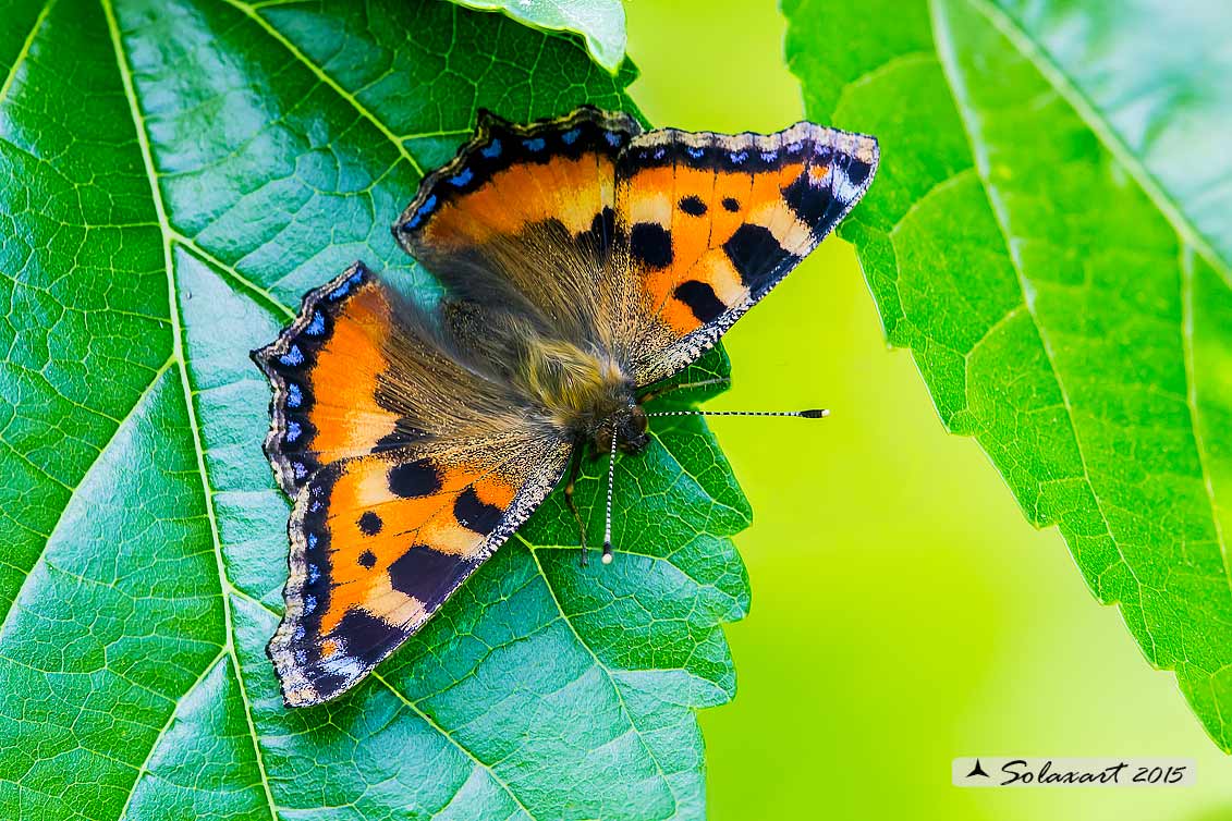 Aglais urticae: Vanessa dell'ortica (femmina); Small Tortoiseshell (female) 