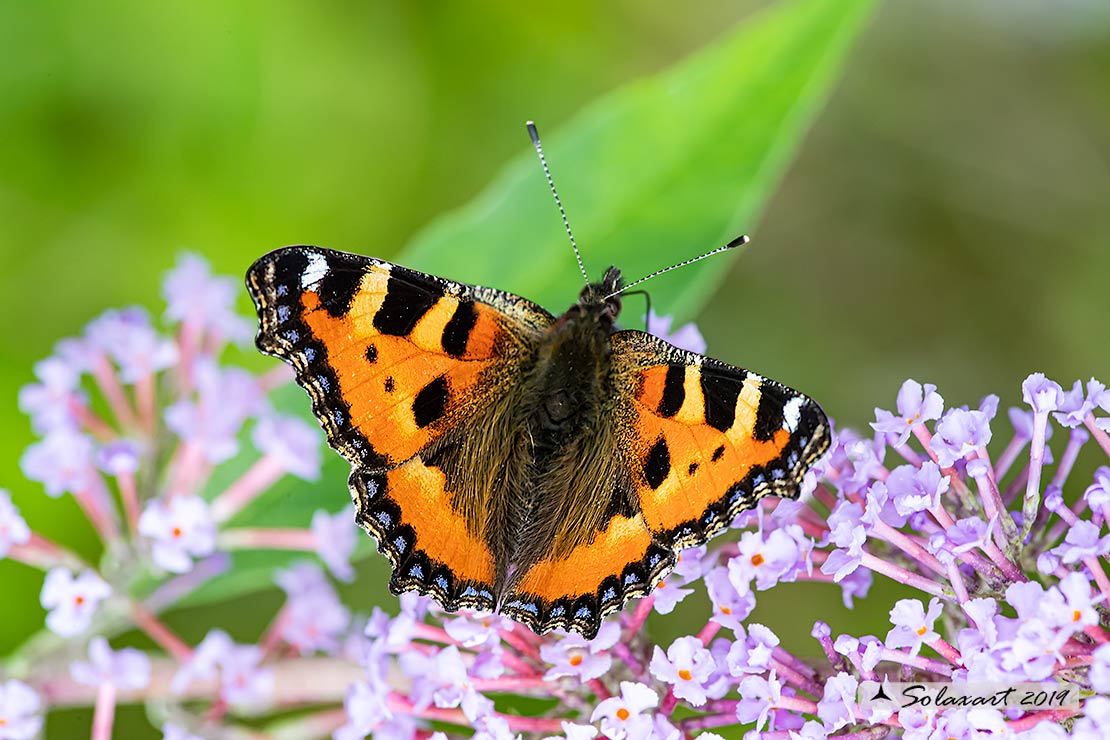 Aglais urticae: Vanessa dell'ortic; Small Tortoiseshell