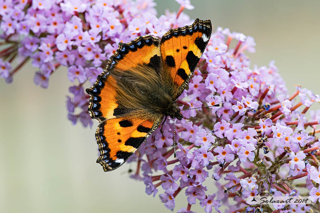 Aglais urticae: Vanessa dell'ortica; Small Tortoiseshell