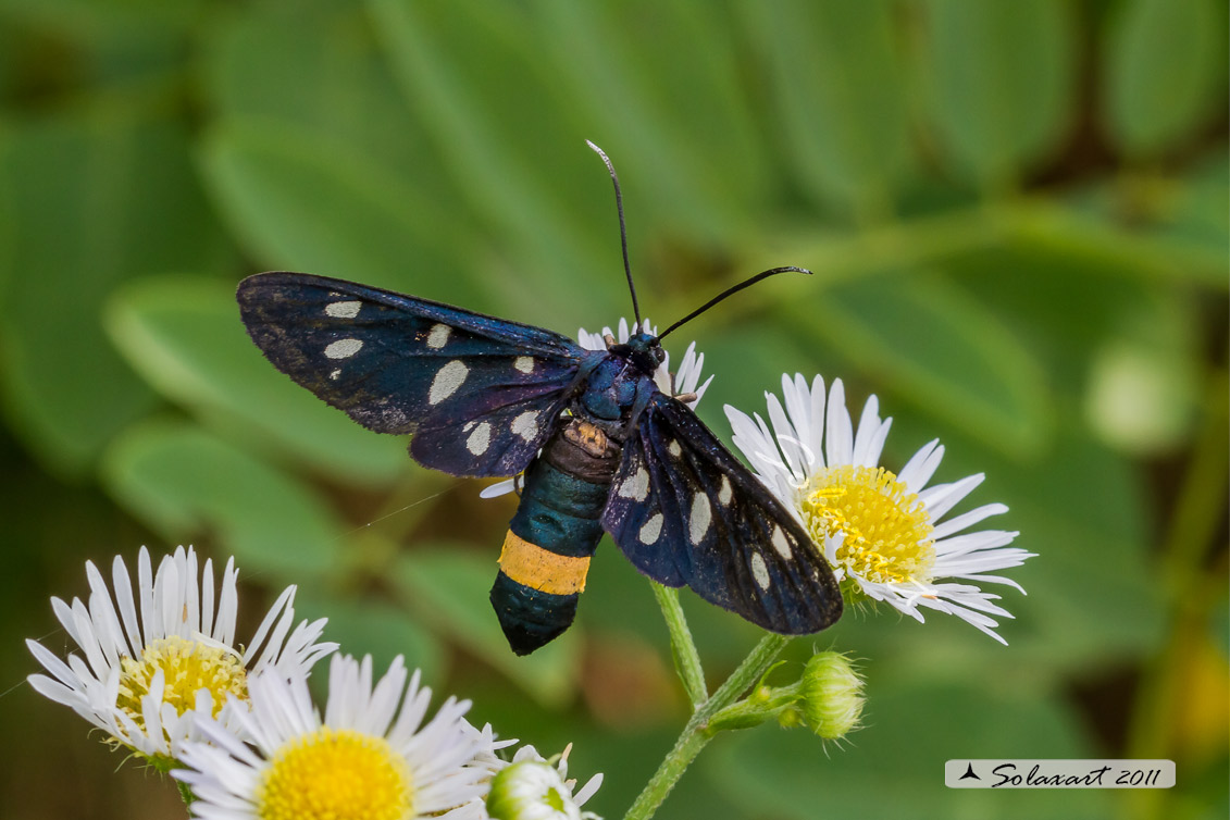 Amata phegea: Fegea o pretino (femmina); nine-spotted moth (female)
