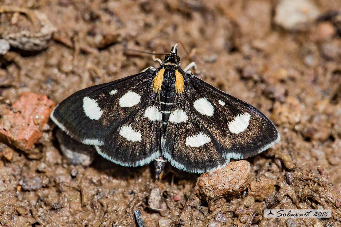 Anania funebris; White-spotted sable moth