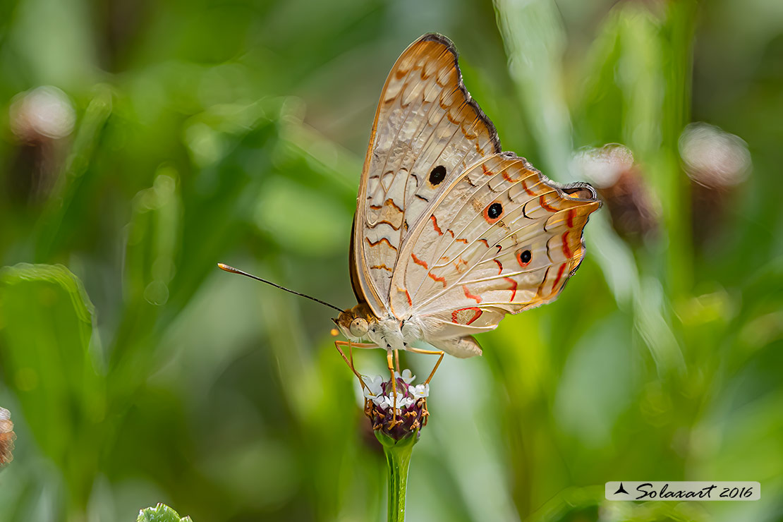 Anartia jatrophae luteipicta - White Peacock